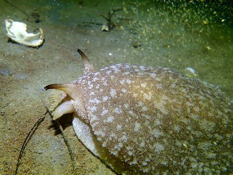 Image of Pleurobranchaea californica MacFarland 1966