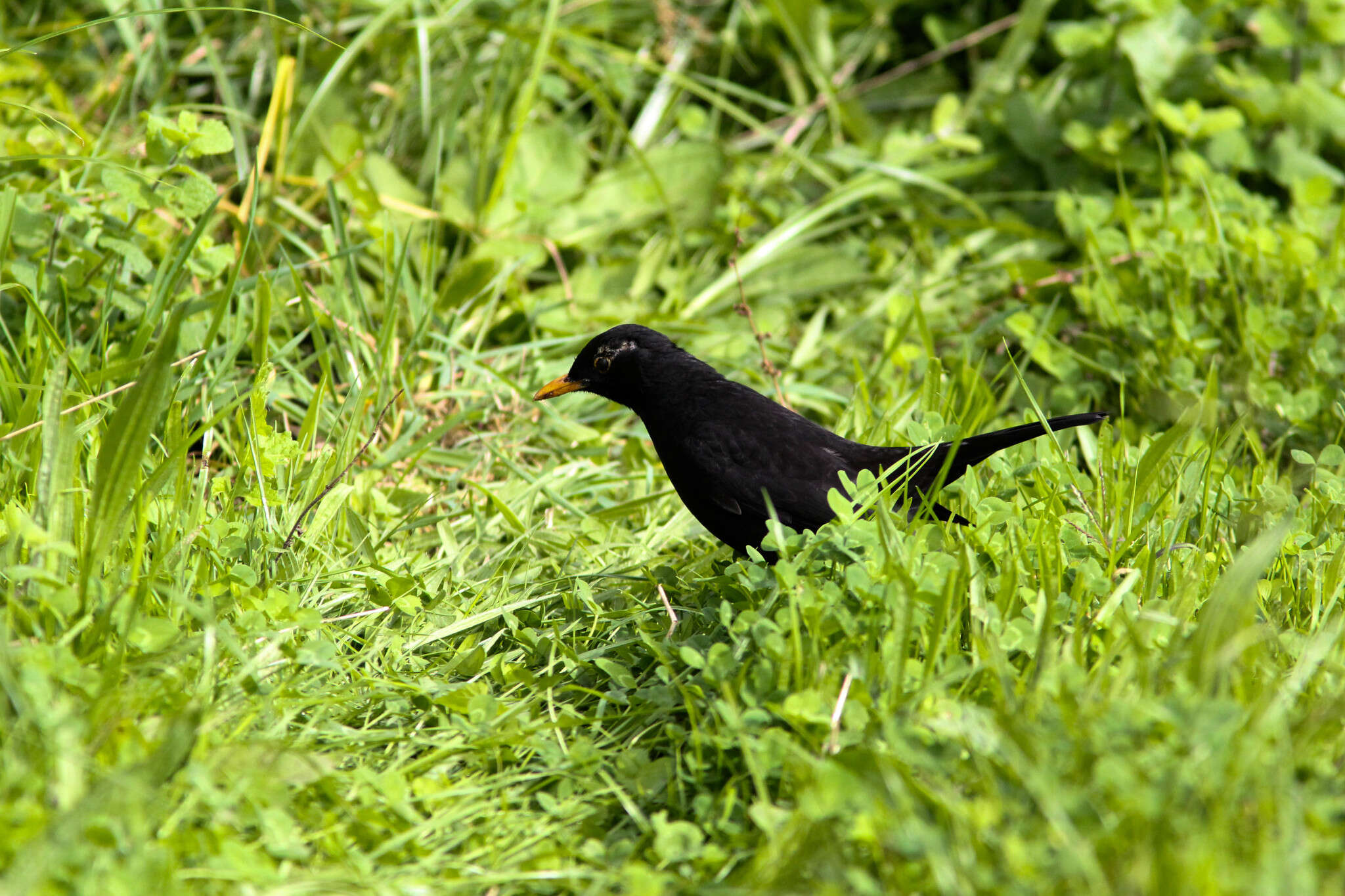 Turdus merula azorensis Hartert 1905 resmi