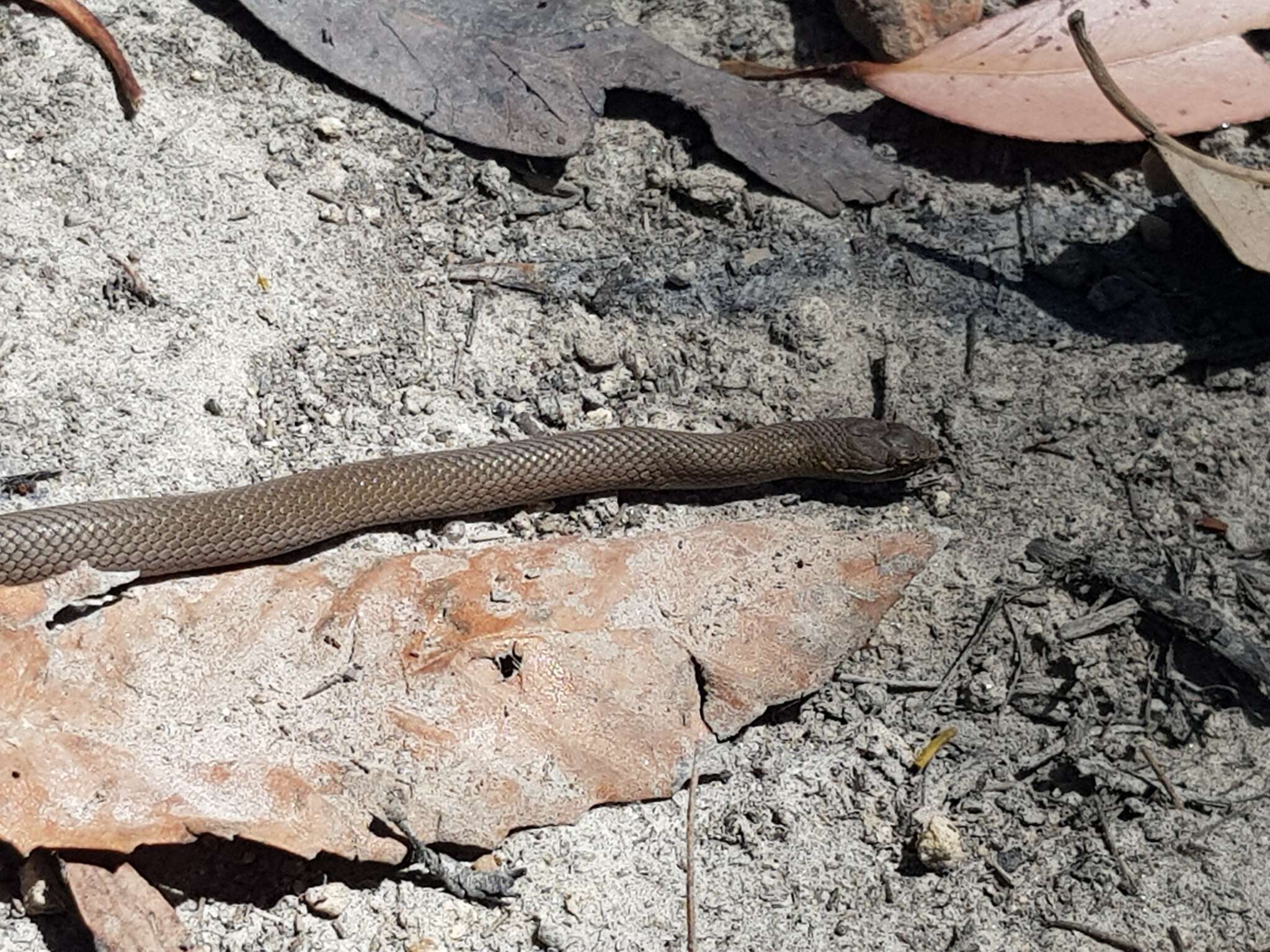 Image of Black-bellied Swamp Snake