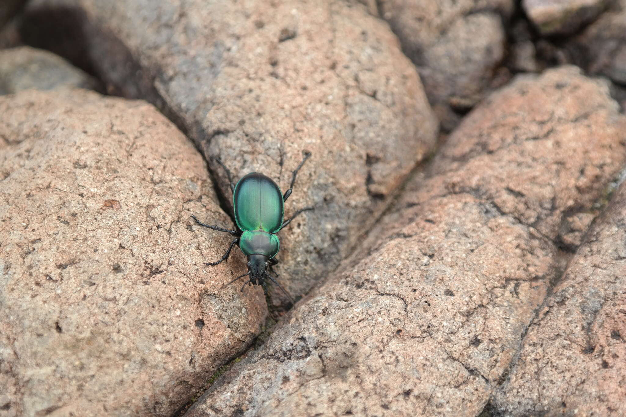 صورة Calosoma (Blaptosoma) atrovirens Chaudoir 1869