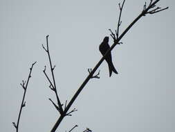 Image de Drongo bronzé