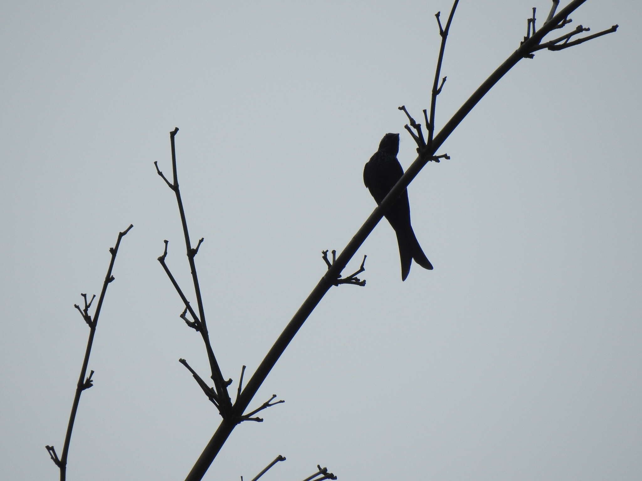 Image de Drongo bronzé