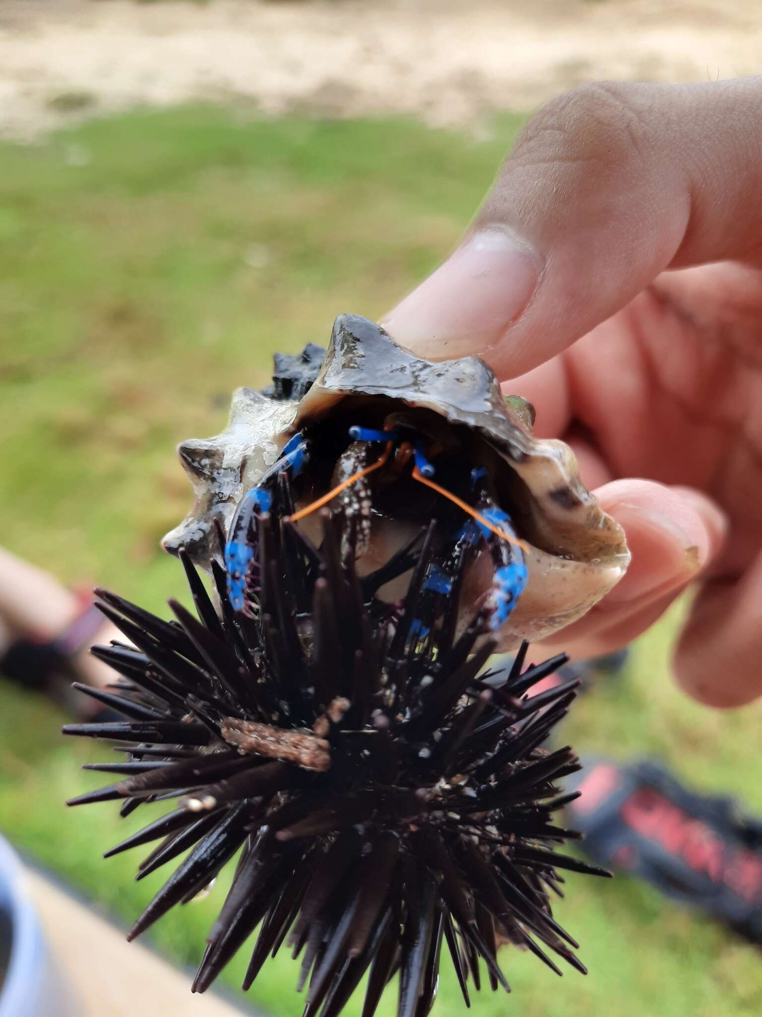 Image of blue-knuckled hermit