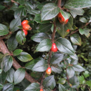 Image of Simons' cotoneaster