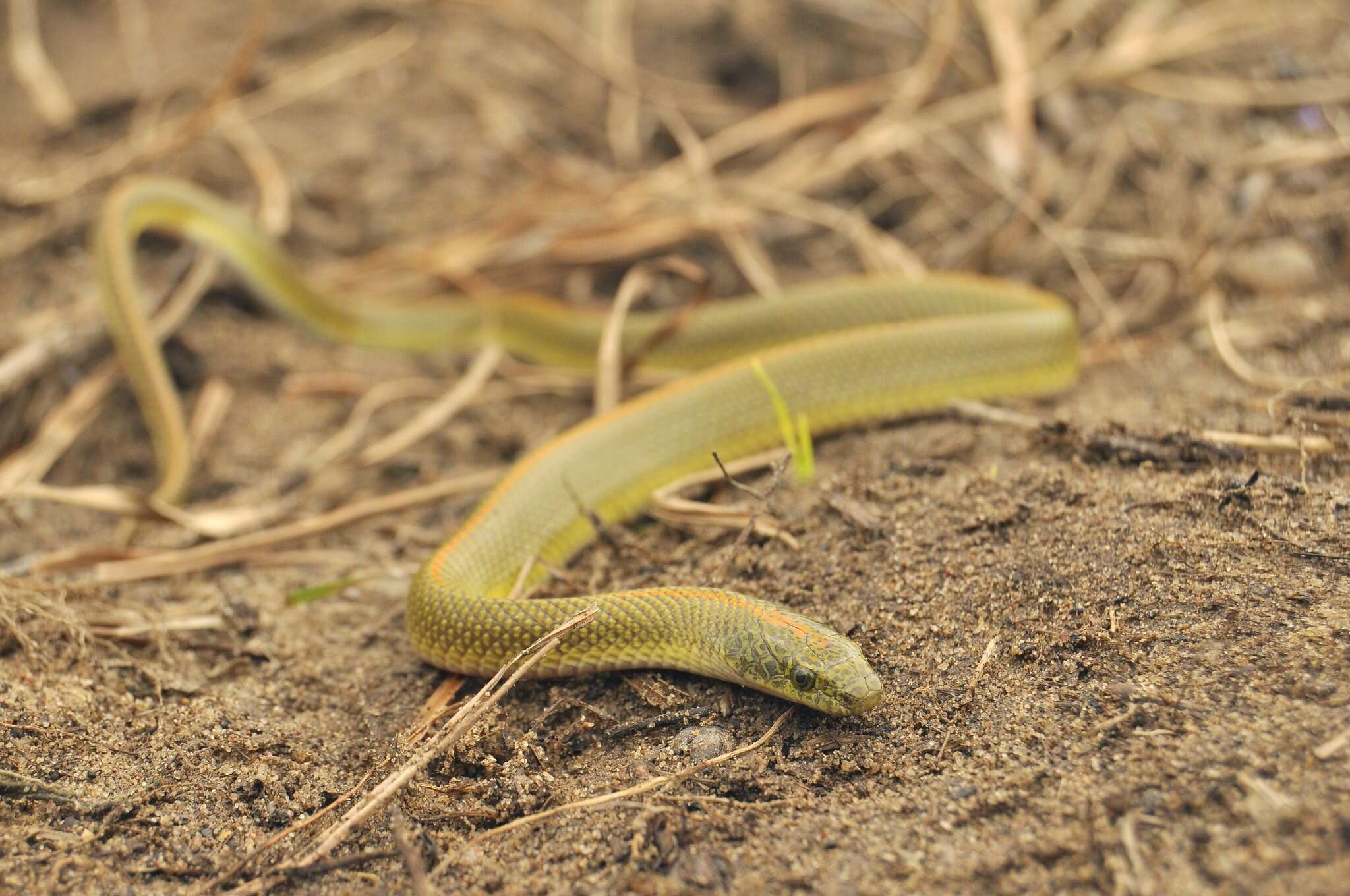 Image de Lamprophis aurora (Linnaeus 1758)