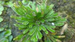 Image of resurrection plant