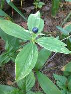 Image of herb Paris