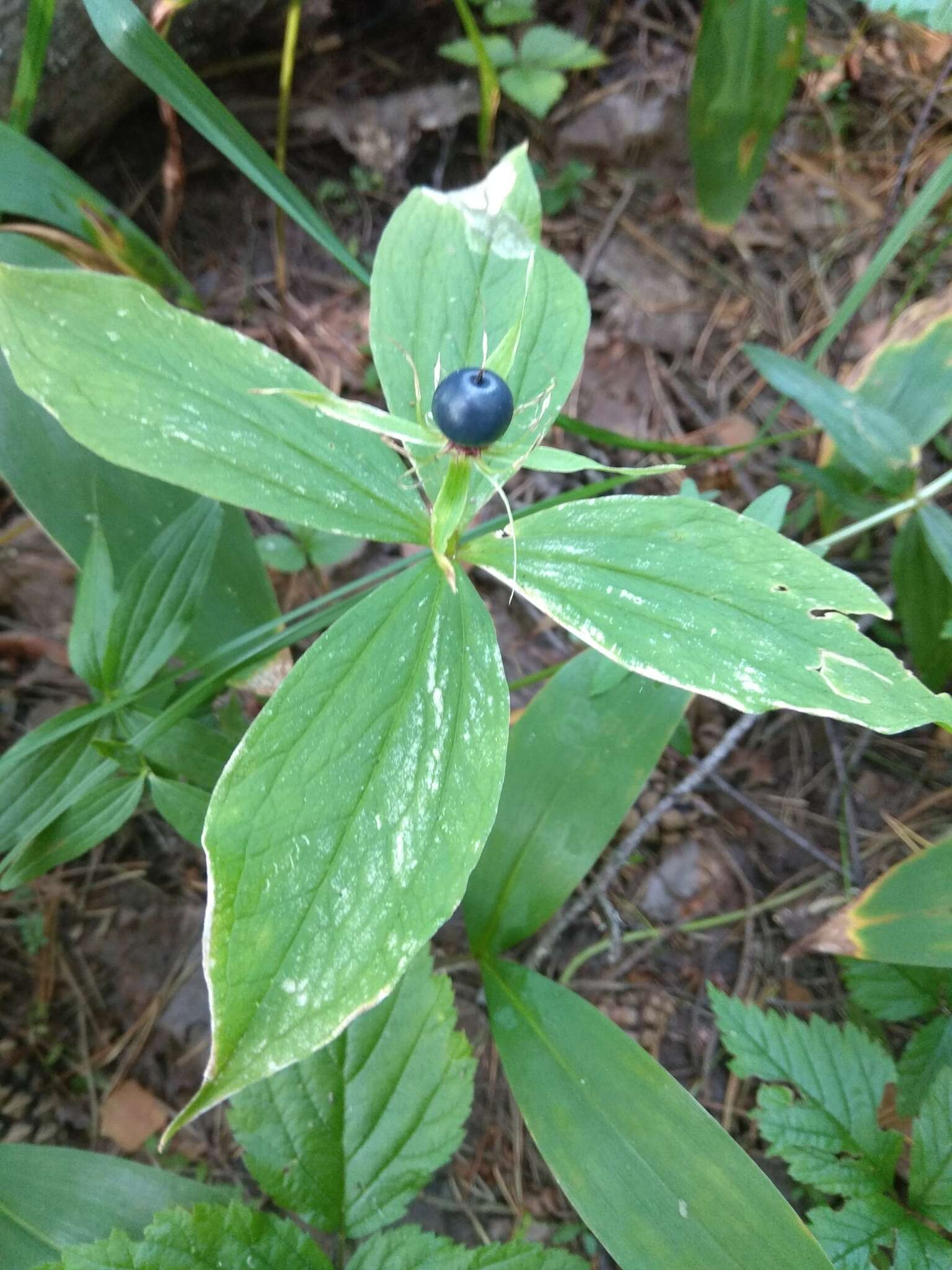 Image of herb Paris