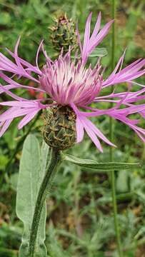 Image of Centaurea napifolia L.