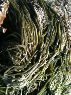 Image of Codium fragile