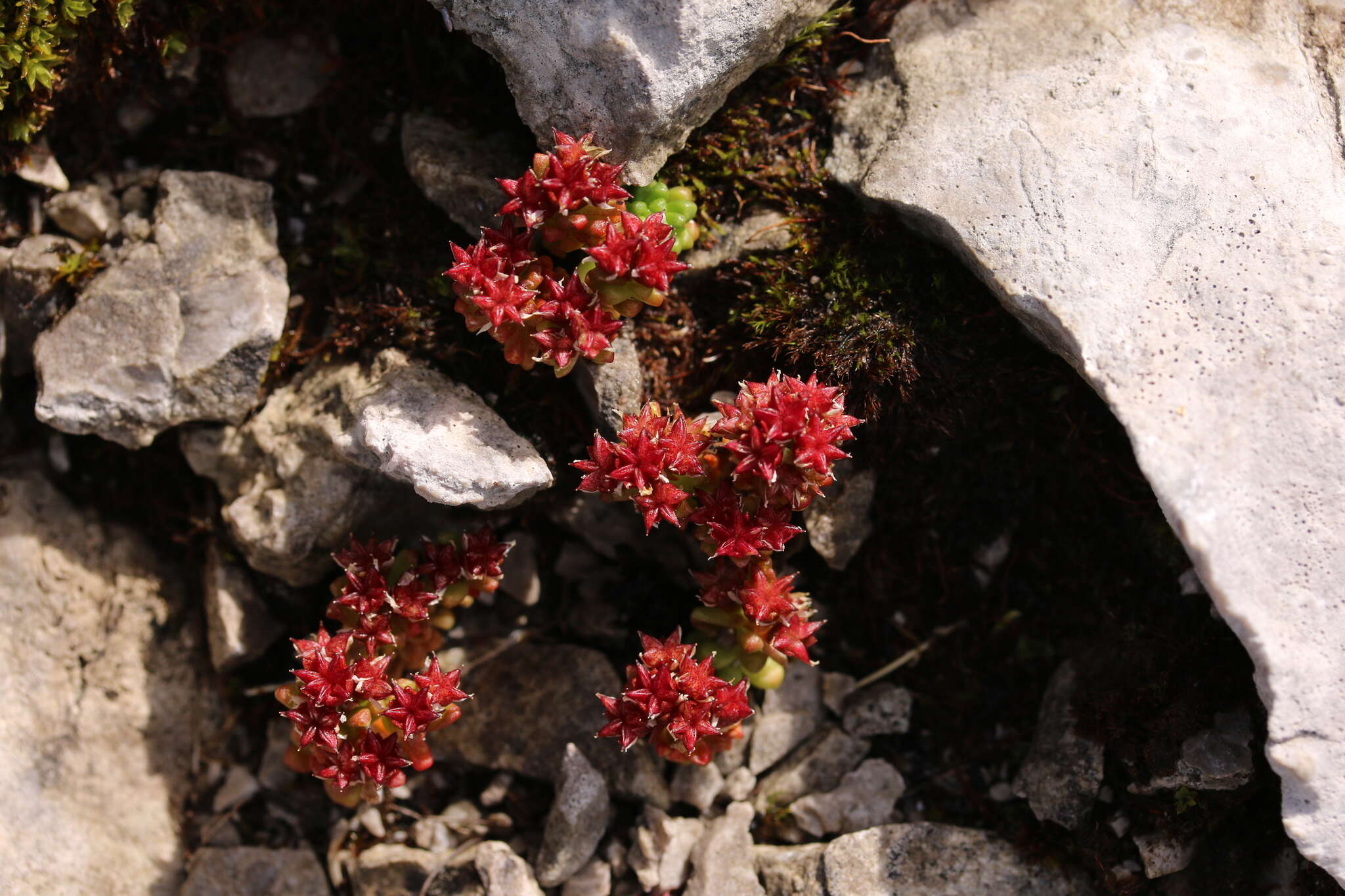 Слика од Sedum atratum L.