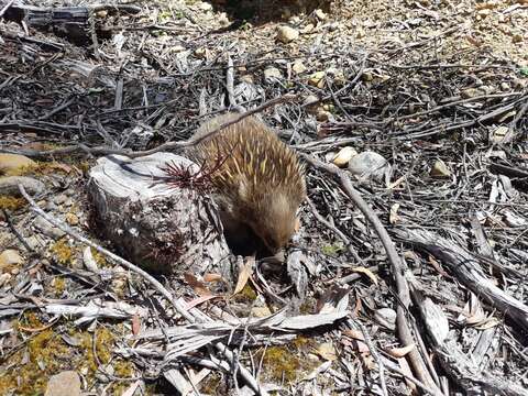 Image of Hairy Echidna