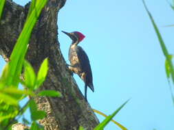 Imagem de Dryocopus lineatus lineatus (Linnaeus 1766)