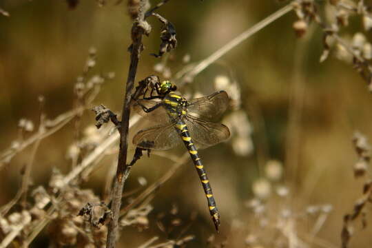 Image of golden-ringed dragonfly