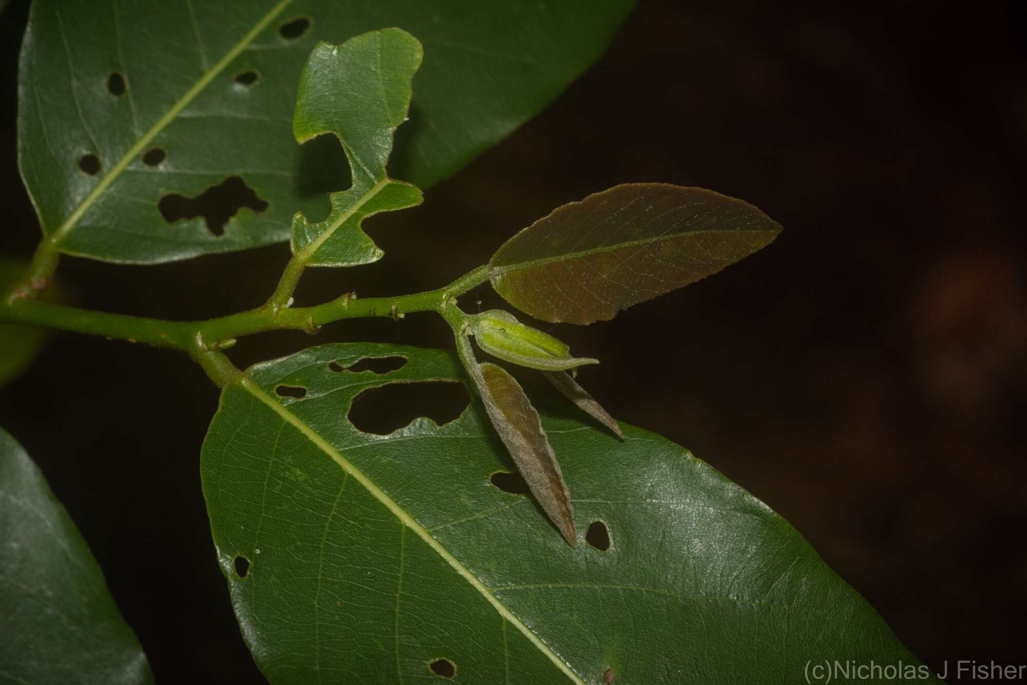 Image of Bridelia exaltata F. Muell.