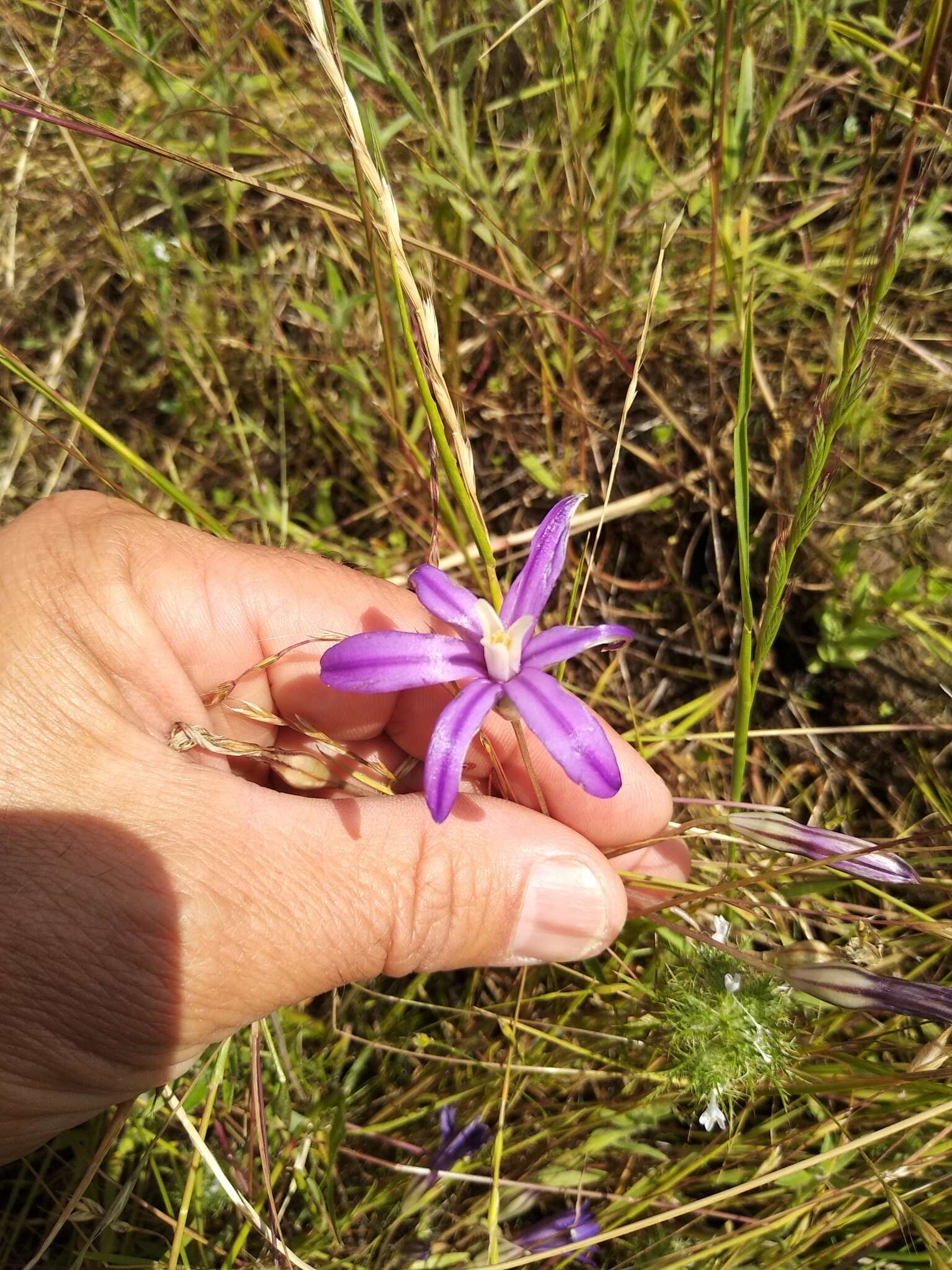 Image of Dwarf Brodiaea