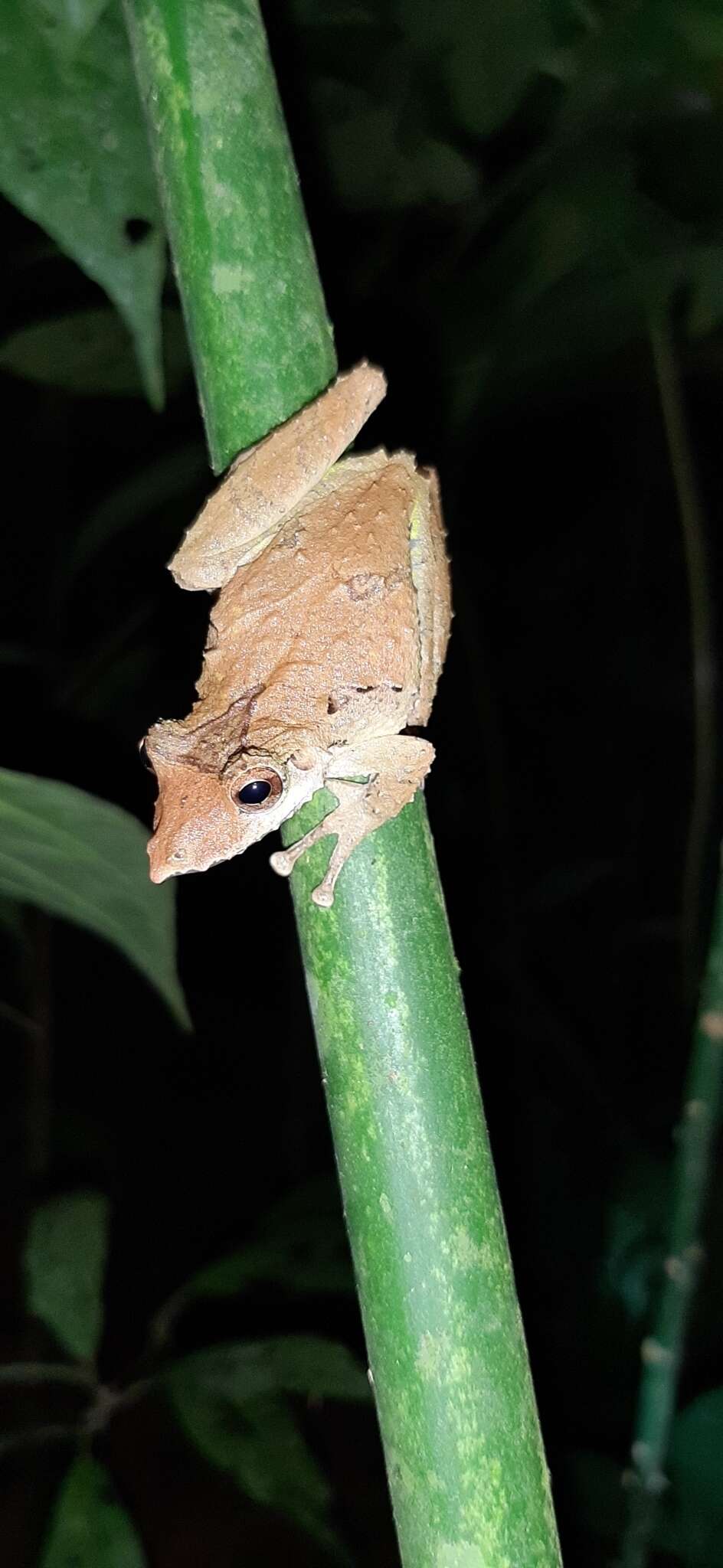 Image of Caracas Snouted Treefrog