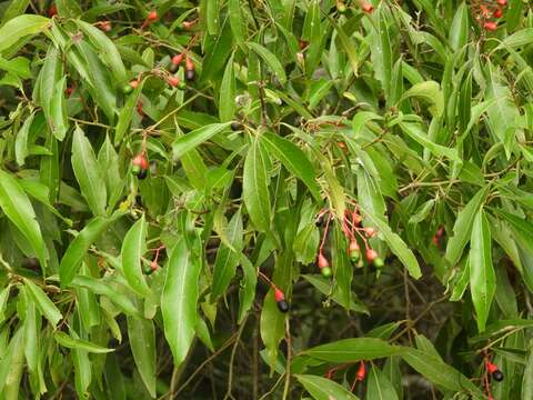 Image of Ocotea diospyrifolia (Meisn.) Mez