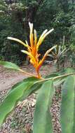 Image of Heliconia longiflora R. R. Sm.