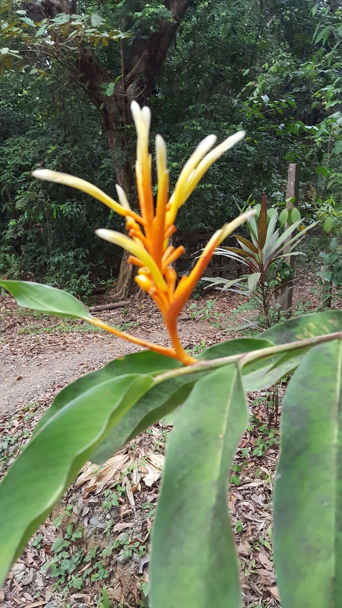 Image of Heliconia longiflora R. R. Sm.