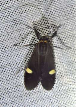 Image de Aclytia punctata Butler 1876