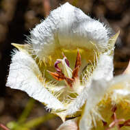 Calochortus coxii M. R. Godfrey & Callahan resmi