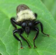 Image of Laphria thoracica Fabricius 1805