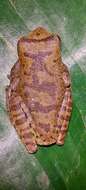 Image of Masked tree frog