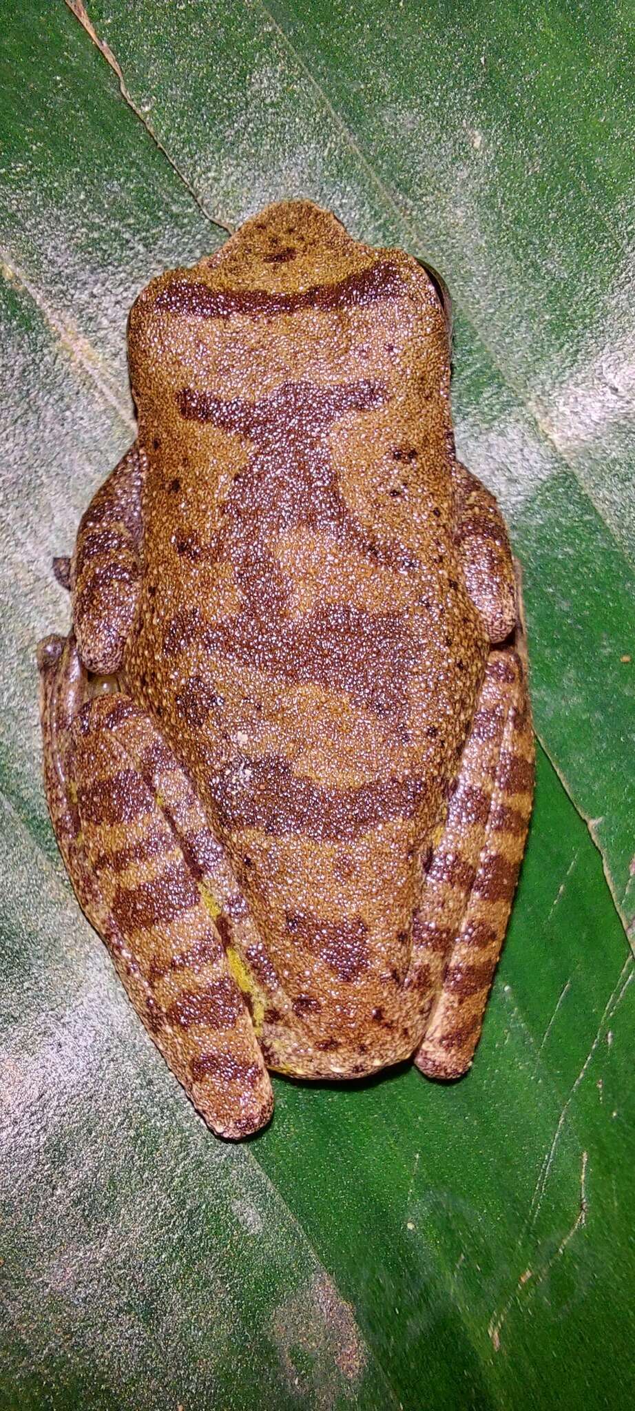 Image of Masked tree frog