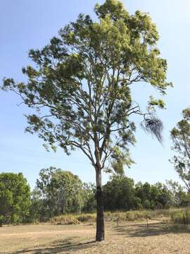 Image of Corymbia tessellaris (F. Müll.) K. D. Hill & L. A. S. Johnson