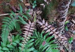 Image de Dryopteris decipiens (Hook.) O. Kuntze