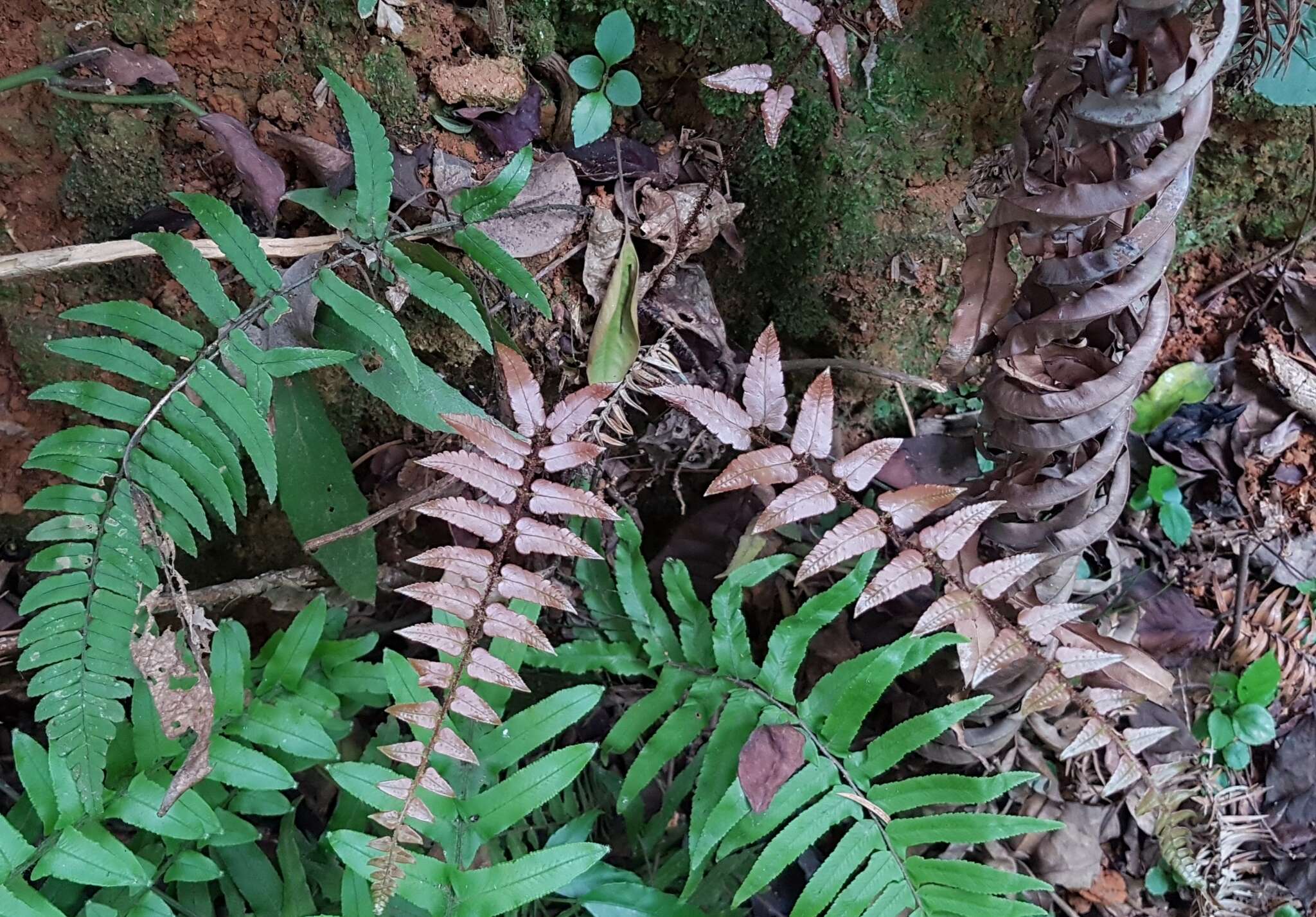 Image de Dryopteris decipiens (Hook.) O. Kuntze