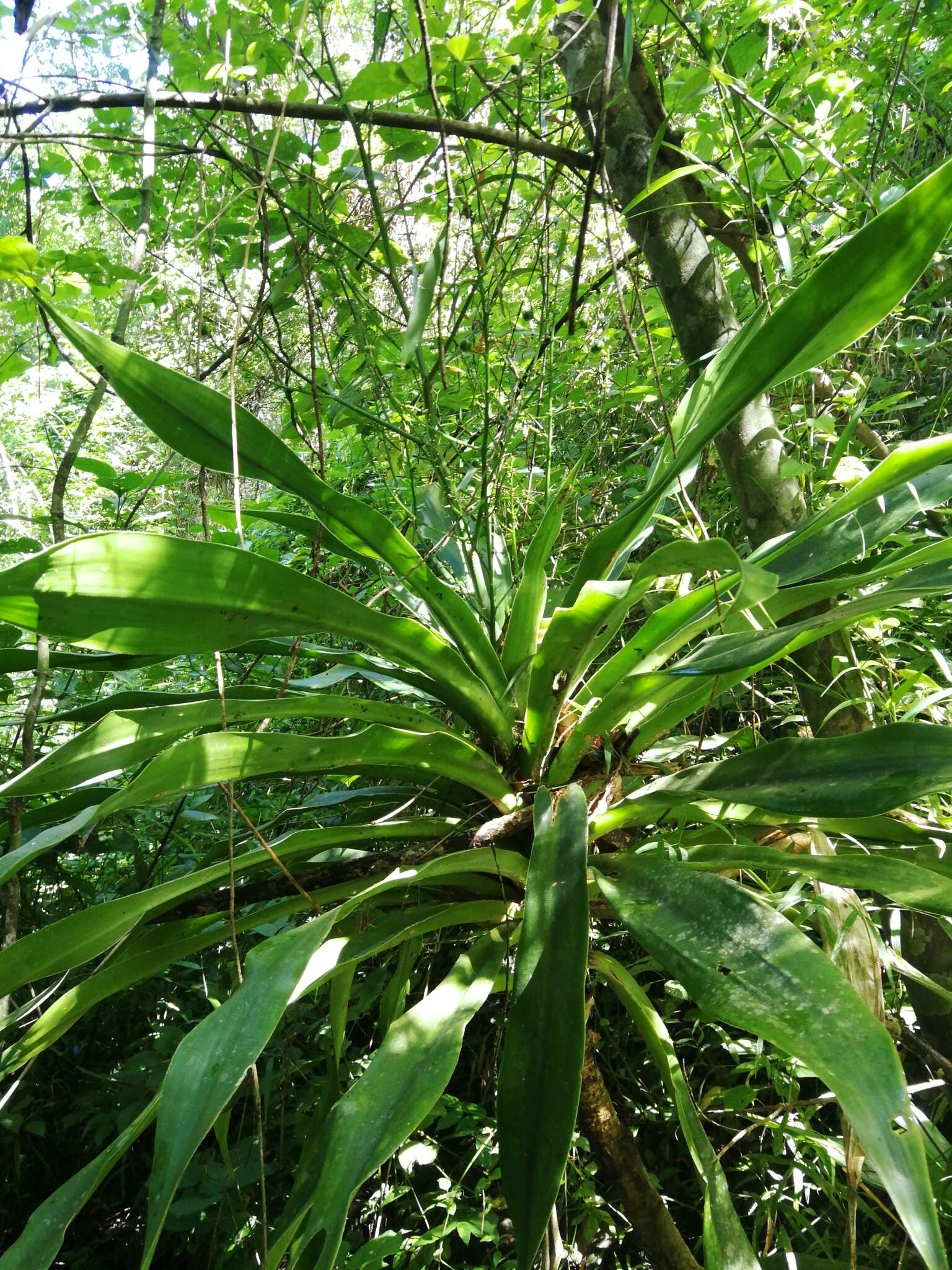 Image of large-leaved dragon tree