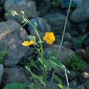 Image of Horsfordia rotundifolia S. Wats.