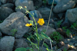 Image of Horsfordia rotundifolia S. Wats.