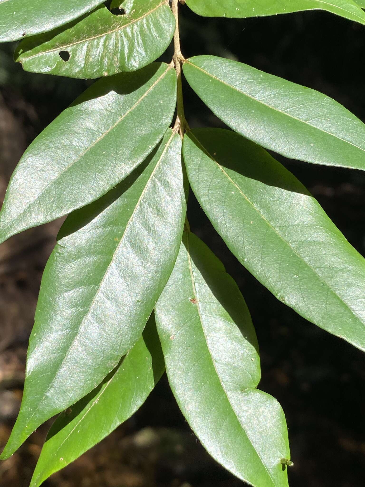 Sivun Aceratium megalospermum (F. Müll.) van Balg. kuva