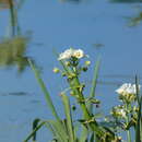 Image of Sagittaria montevidensis subsp. montevidensis