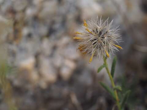 Image of Carlquist's tarweed