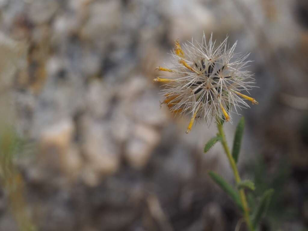 Image of Muir's raillardiopsis