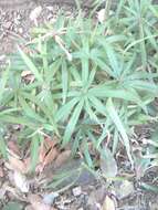 Imagem de Cyperus albostriatus Schrad.