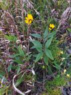 Image of stiff sunflower