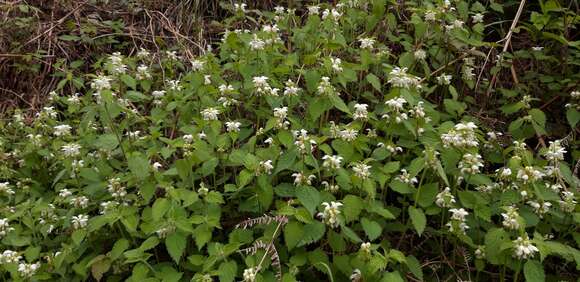 Слика од Lamium flexuosum Ten.