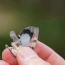 Image of Oedipoda caerulescens sardeti Defaut 2006