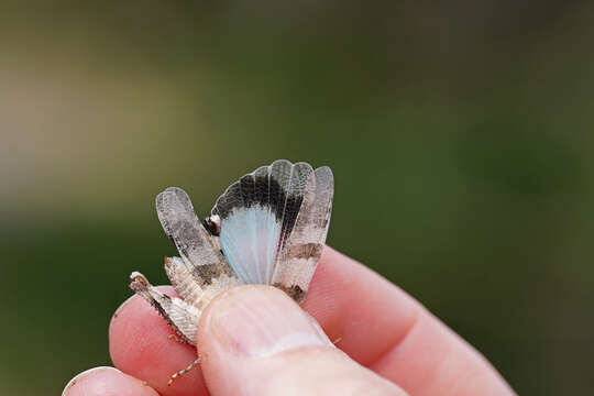 Image of Oedipoda caerulescens sardeti Defaut 2006