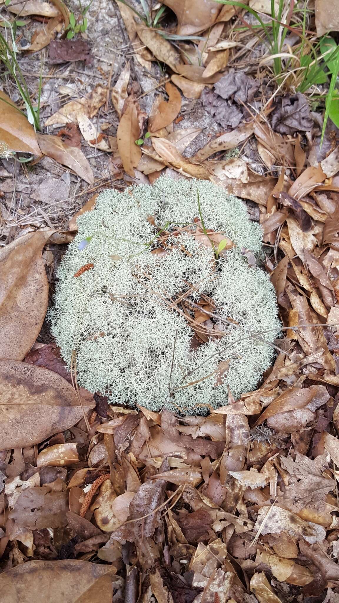 Image of reindeer lichen