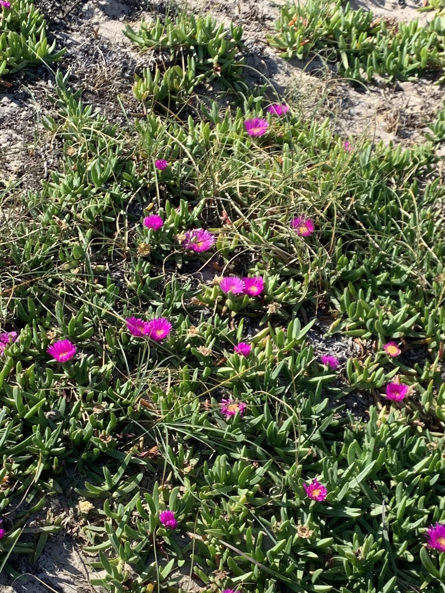 Imagem de Carpobrotus glaucescens (Haw.) Schwant.