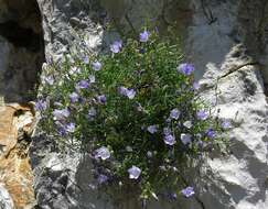 Image de Campanula crassipes Heuff.