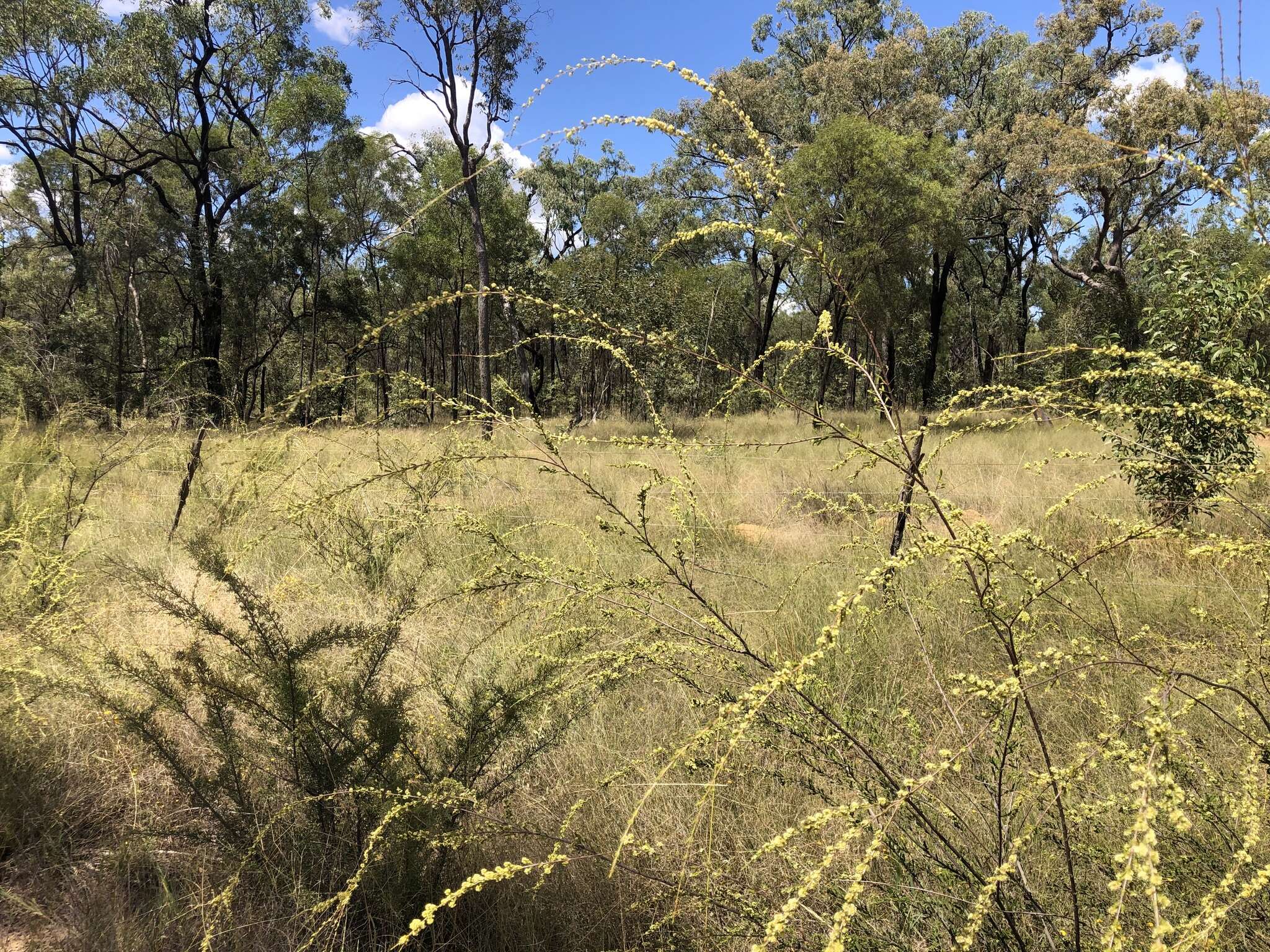 Image of Micromyrtus carinata A. R. Bean