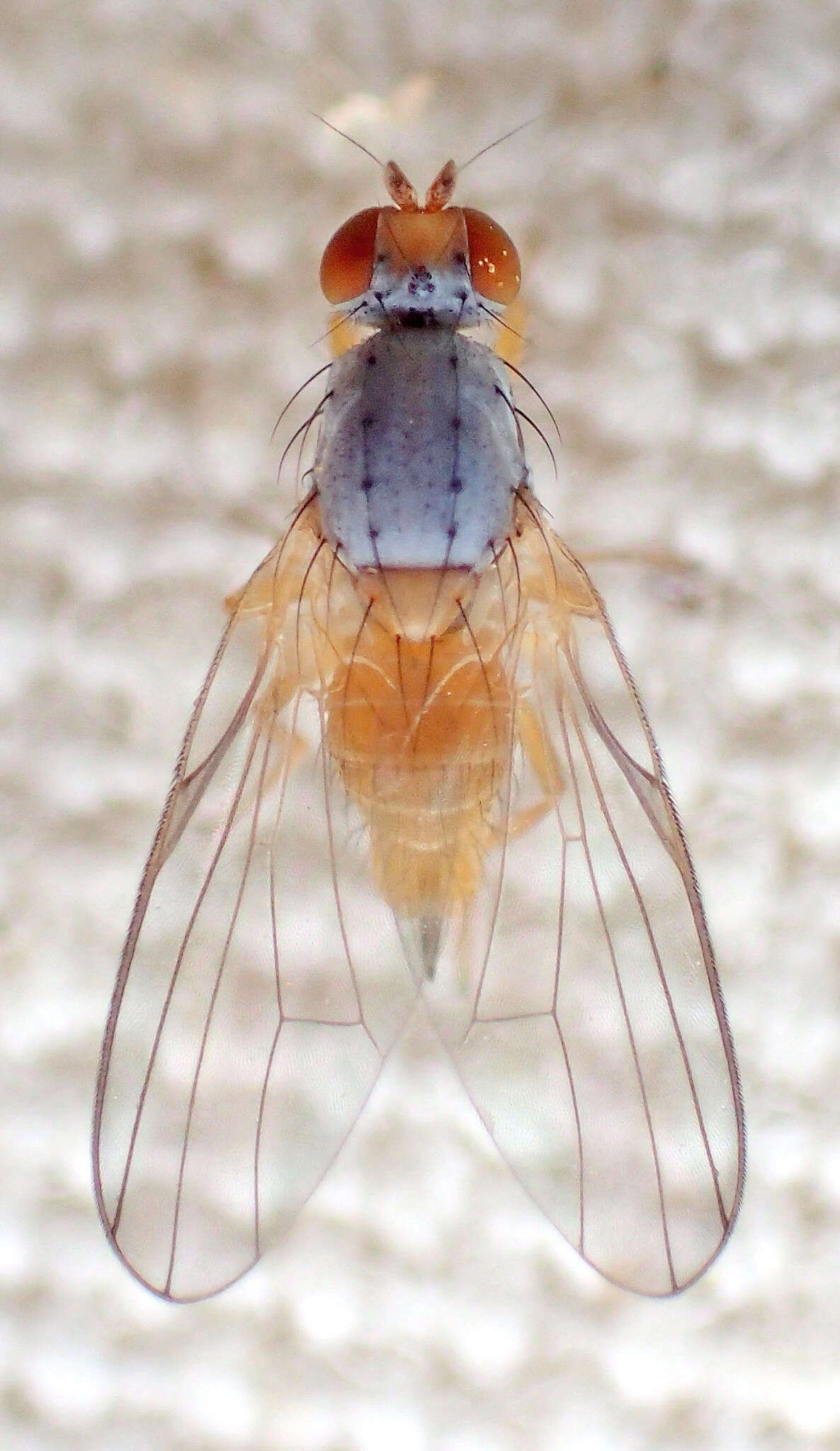 Image of Palloptera claripennis Malloch 1924