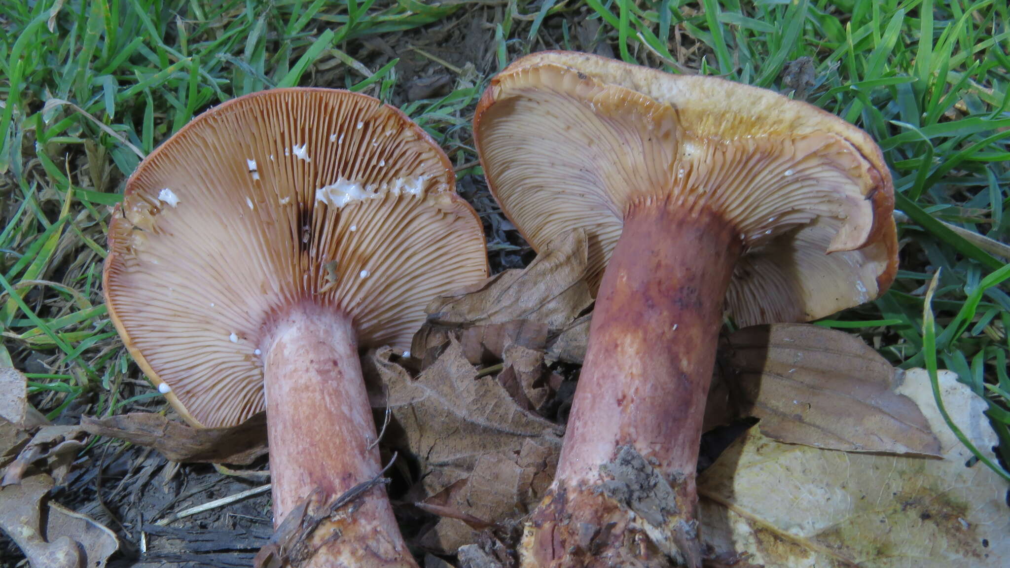 Image of Lactarius rubrocinctus Fr. 1863